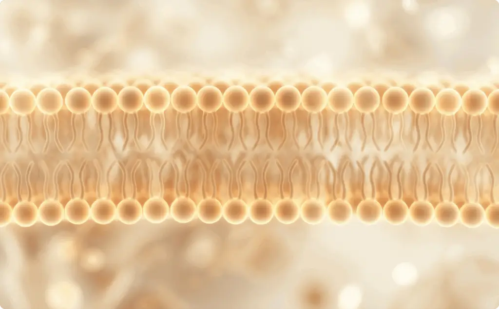 What Are Plasmalogens_ 